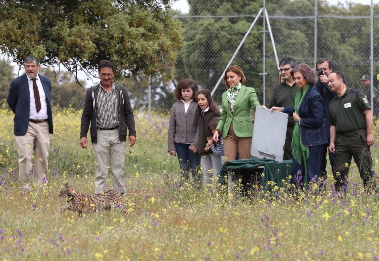 La Reina Doña Sofía y la presidenta  Cospedal participan en la suelta de dos linces en Mazarambroz