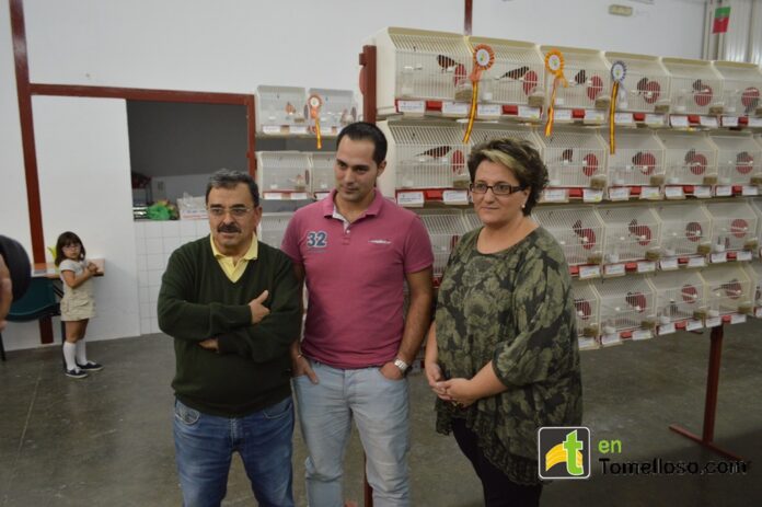 5 Concurso canarios 11