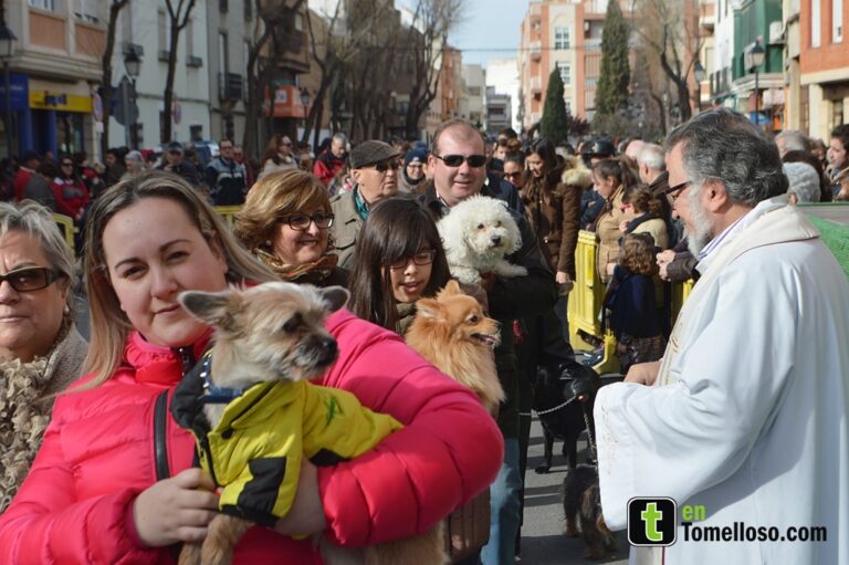 Tomelloso celebra la festividad de San Antón con la bendición de los animales