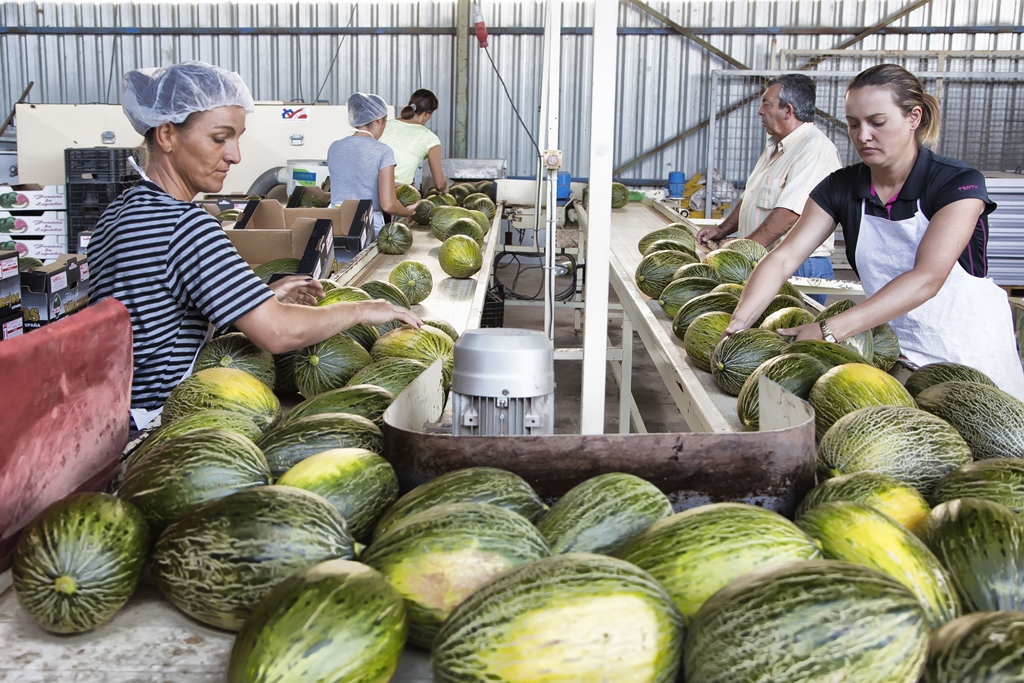 Castilla-La Mancha inicia la campaña de melón y sandía con bajísimos precios en origen