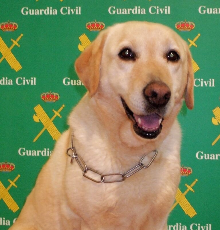 La Guardia Civil incauta más de 6 kilos de marihuana en la autovía de Andalucía