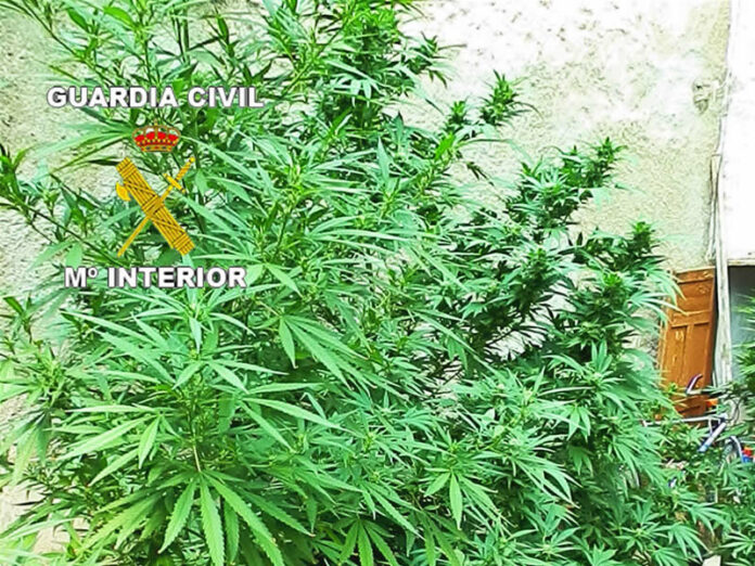 La Guardia Civil de Tomelloso detiene a 4 personas por cultivo de marihuana