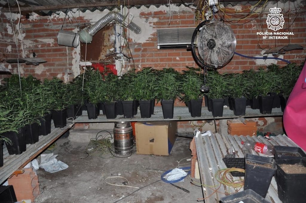 Detenidos una madre y un hijo en Puertollano por tener en casa 110 plantas de marihuana