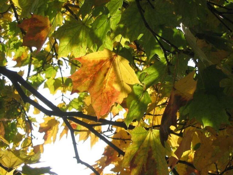 Este miércoles comienza el otoño, más cálido y lluvioso de lo normal