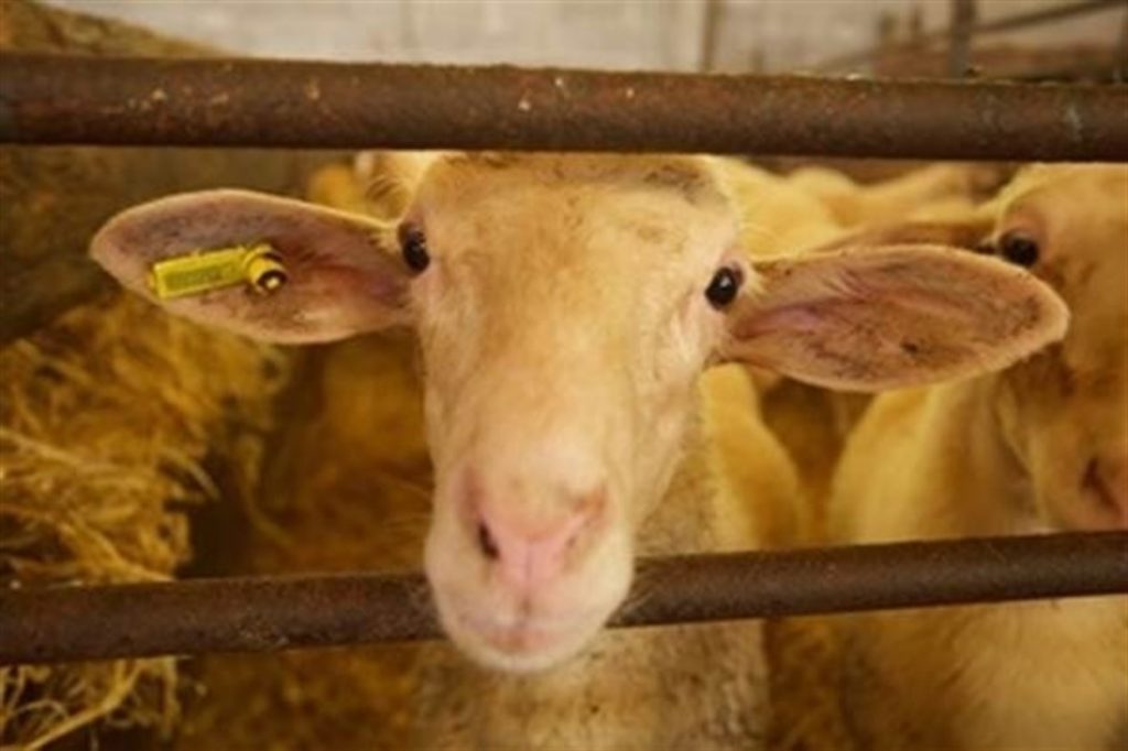 Detenido por robar 56 ovejas de explotaciones ganaderas en Solana del Pino
