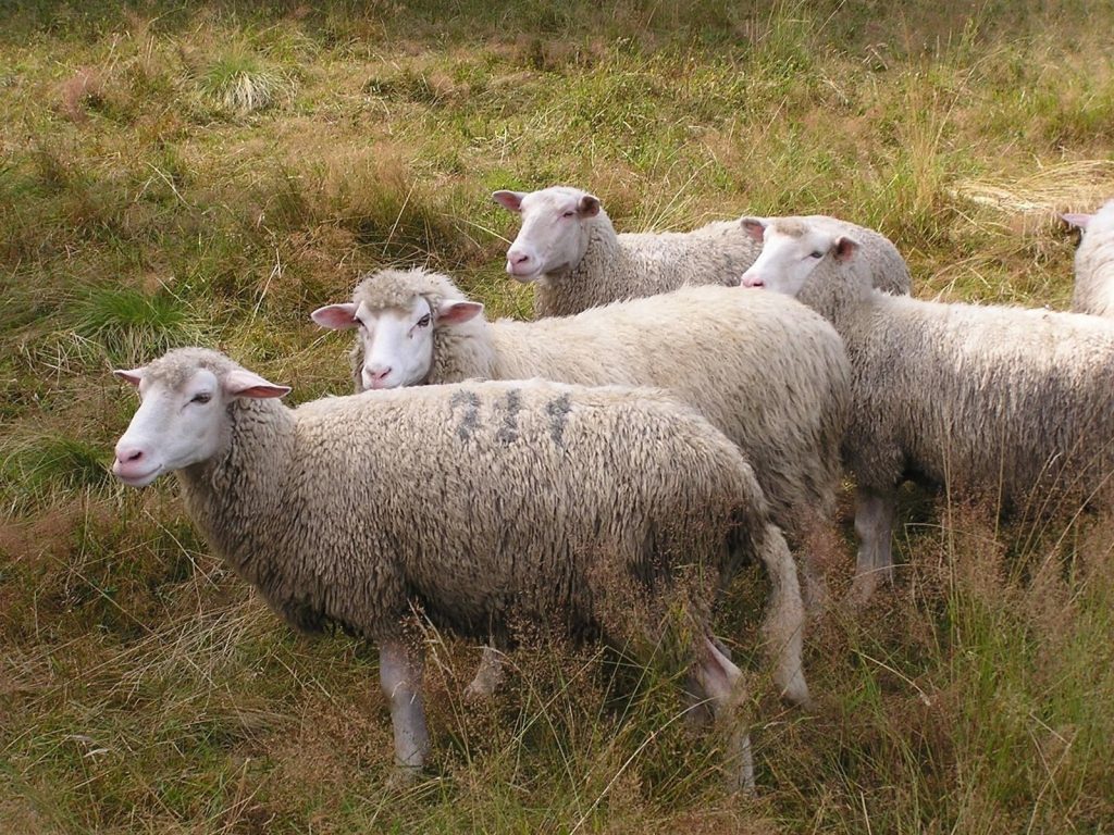 Detenido un hombre por el robo de 237 ovejas en Albacete en 2014