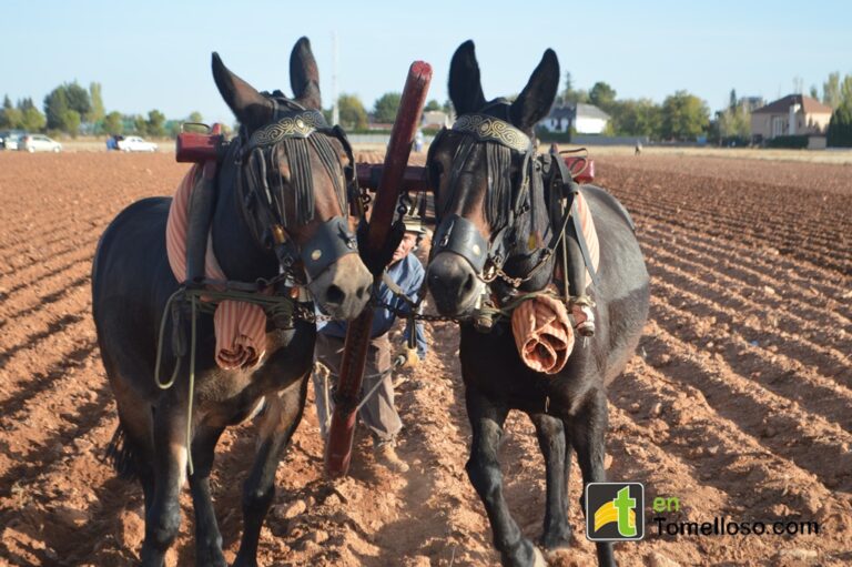 El domingo se celebrará en Tomelloso el VII Día de la SimienzaTradicional