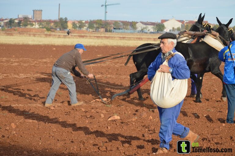 Un año más, la Asociación Cultural de Mulas y Carreros de Tomelloso celebra el Día de la Simienza Tradicional
