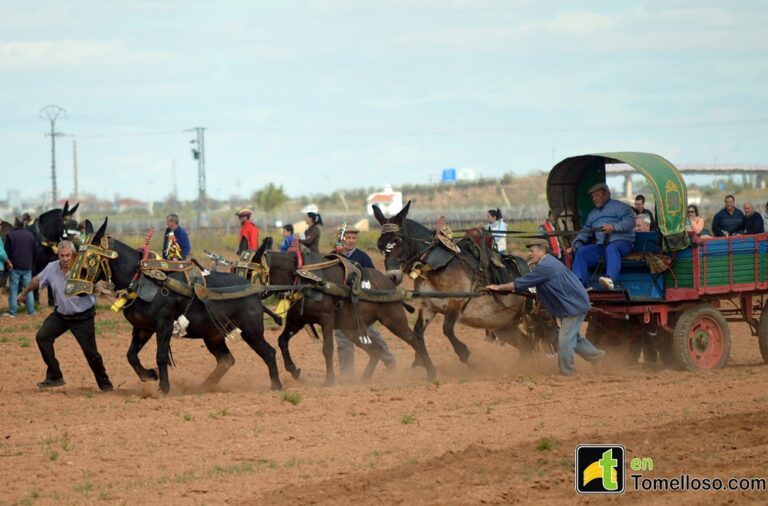 Tomillar Tradiciones recuerda, con una llamativa exhibición,  el tiro de mulas en barbecho