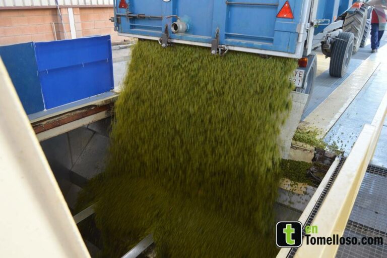 Comienza la vendimia 2015 en Vinícola de Tomelloso