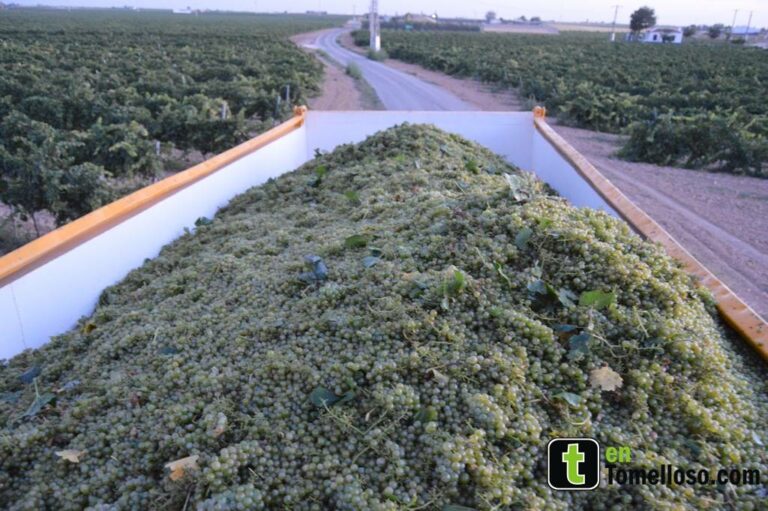 El Comité Ejecutivo de ASAJA califica los contratos con precio y el pago de la uva a 30 días de “hecho histórico”