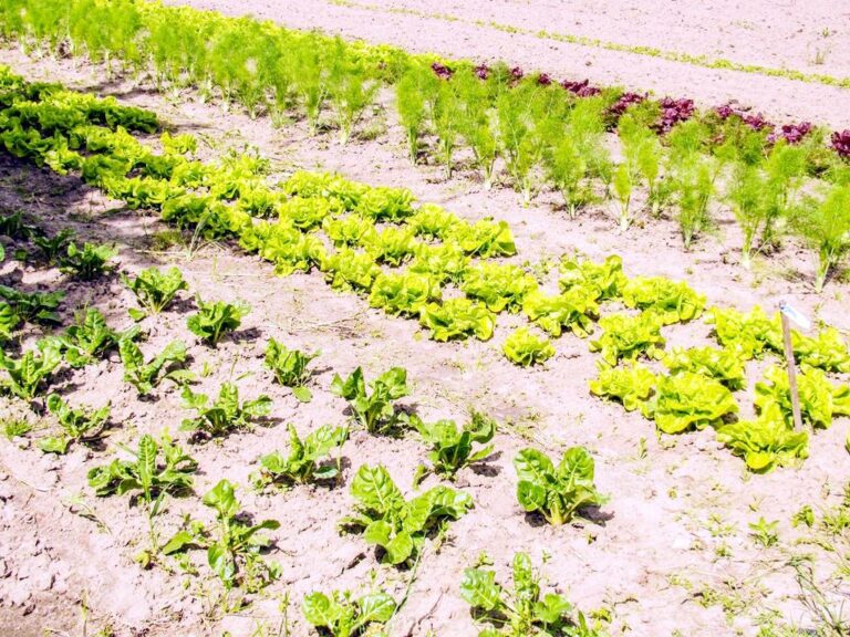 ASAJA Ciudad Real demanda que se conozcan ya las ayudas a la agricultura ecológica