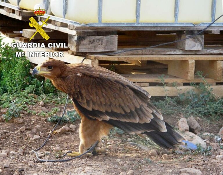 La Guardia Civil recupera un Águila Imperial Ibérica en Cinco Casas y detiene a su propietario