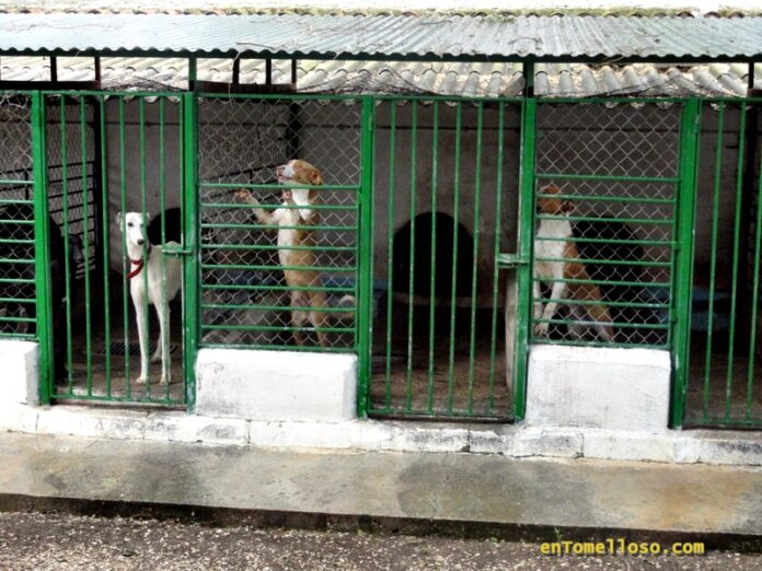 albergue-animales-tomelloso-5