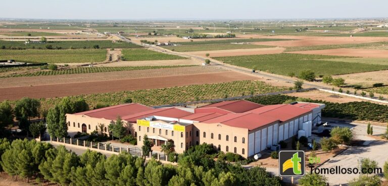 Vendimia en Tomelloso: Allozo Bodegas-Centro Españolas continúa apostando por la calidad frente a la cantidad