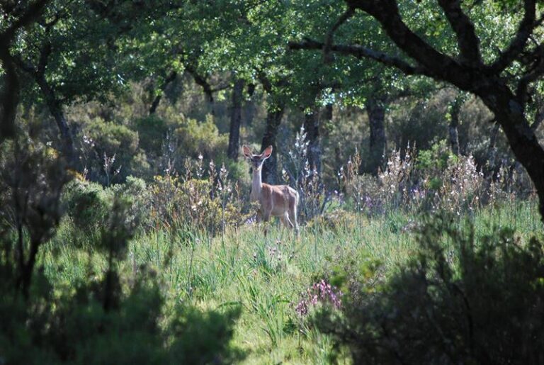 El Ministerio de Agricultura destaca el “excelente estado de salud” de Cabañeros en su 20 aniversario como Parque Nacional