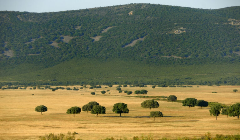 El Gobierno aprueba ayudas para las áreas de influencia de los Parques Nacionales de Las Tablas de Daimiel y Cabañeros