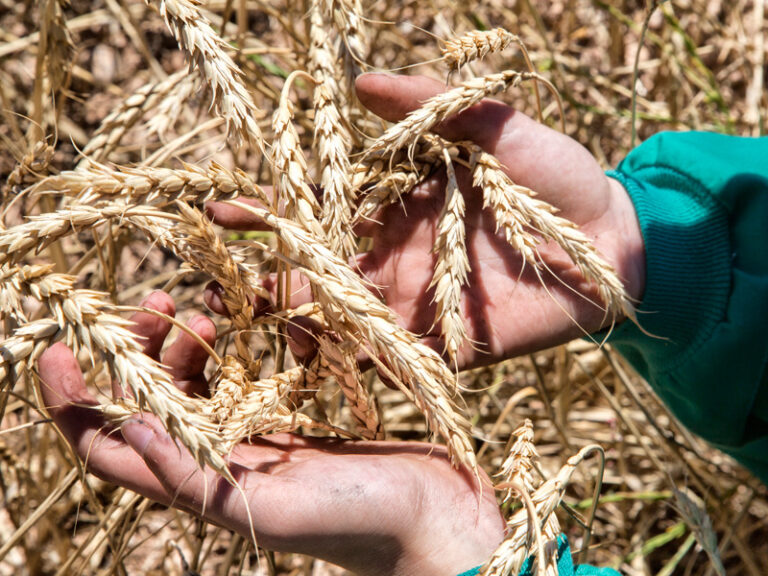 Cooperativas Agro-alimentarias prevé una cosecha de cereales por debajo de 3 millones de toneladas
