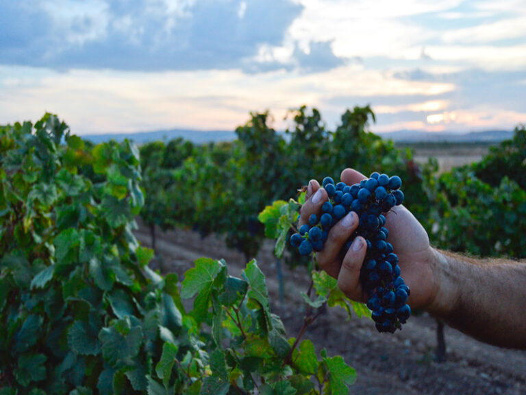II Edición del Concurso Fotográfico de Coopertativas Agro-Alimentarias Castilla-La Mancha