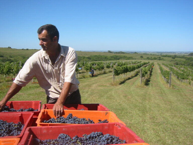 Productores de la D.O. Valdepeñas paralizan indefinidamente la vendimia