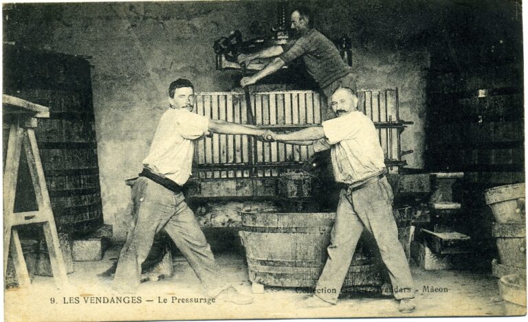 Jaraíces, por F. Navarro