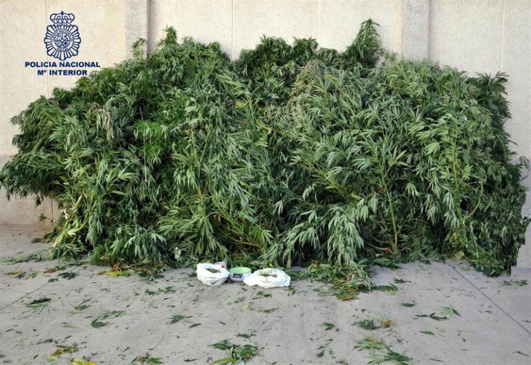 La Policía desmantela en Daimiel una importante plantación de marihuana