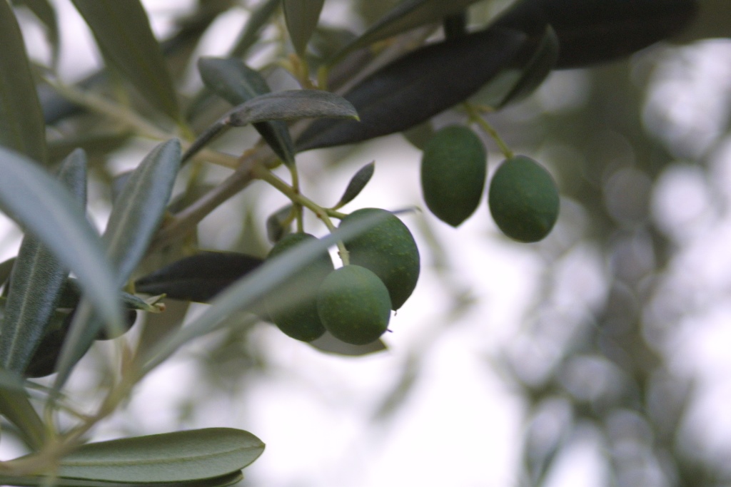 olivo