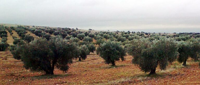 ASAJA Ciudad Real informa de la ampliación del plazo para presentar las solicitudes de los rendimientos del olivar