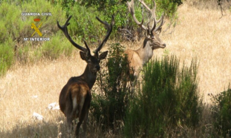 La Guardia Civil desarticula un grupo dedicado a la introducción de especies no autoctonas de caza mayor