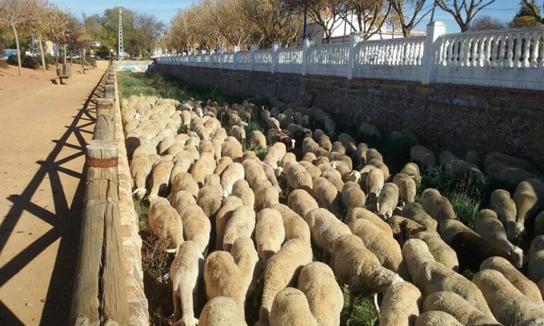 Un total de 300 ovejas limpian el caz del río Azuer