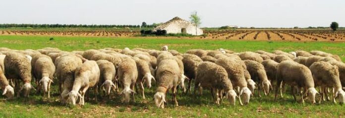 ovejas-manchegas
