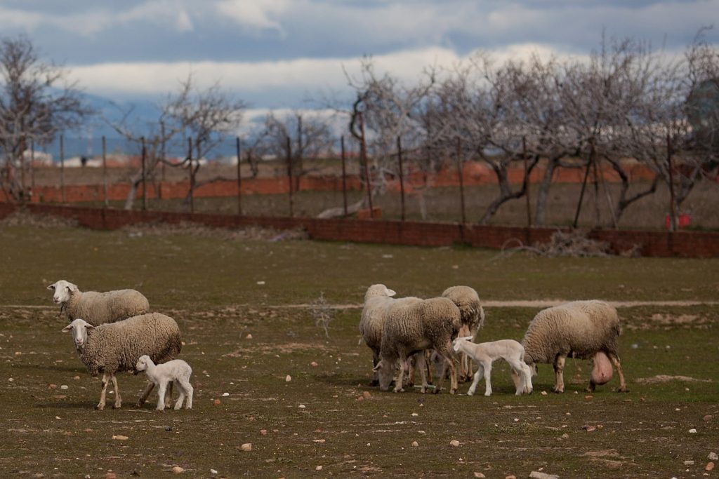 El Gobierno de Castilla-La Mancha ordena el pago de 3.139.905 millones de euros para ganaderos de ovino y caprino