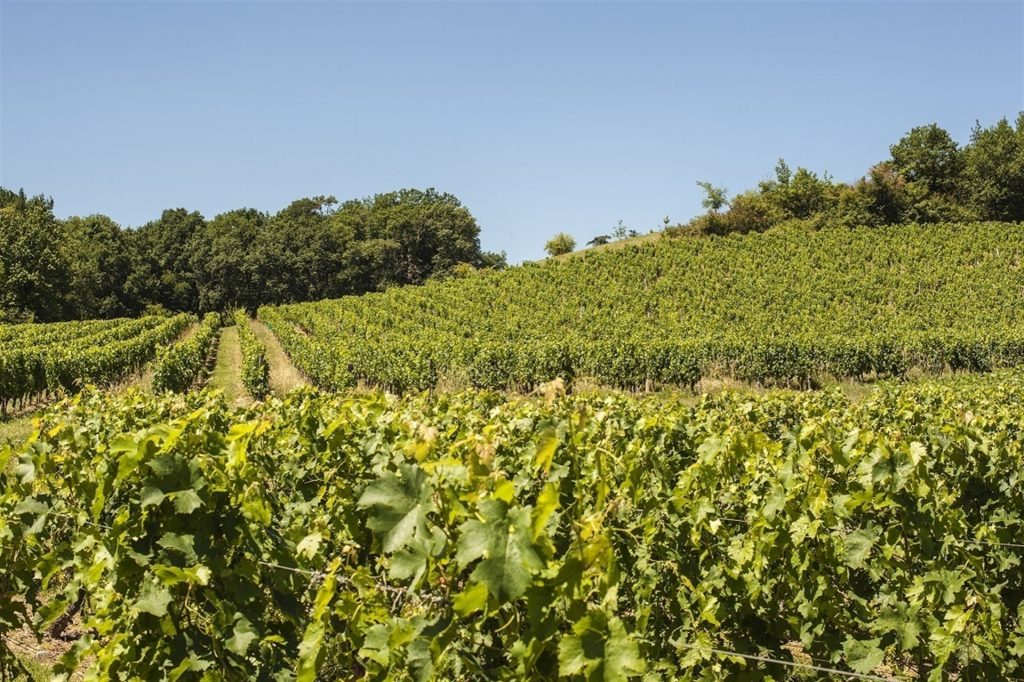 ASAJA Ciudad Real insta a revisar las condiciones de los seguros agrarios de viñedo a Agroseguro