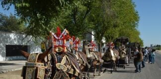 Reata de mulas en Tomelloso