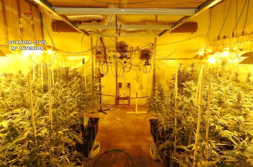 Detienen a un septuagenario que poseía un cultivo interior con 735 plantas de marihuana en Camarena (Toledo)