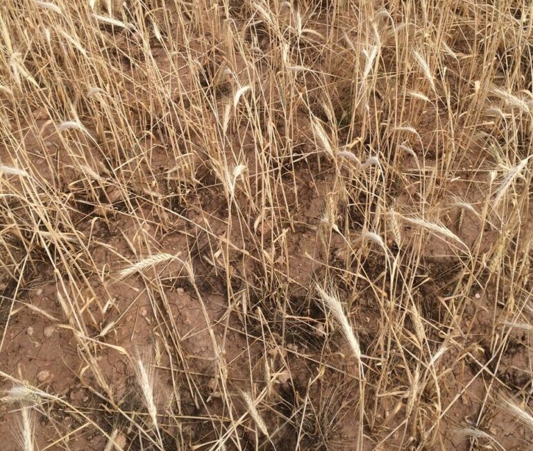 UPA Castilla-La Mancha prevé una bajada importante de las producciones por la sequía