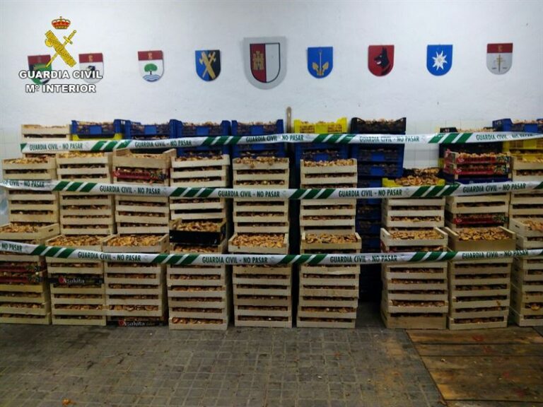 La Guardia Civil denuncia a 42 personas por comerciar con níscalos sin autorización e incumpliendo las leyes