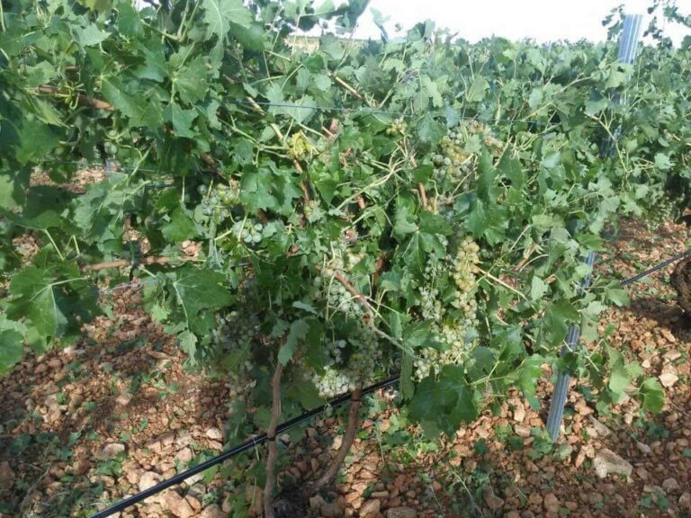La Agencia estatal de meteorología establece nivel de alerta amarilla en La Mancha por lluvias para la tarde de hoy martes