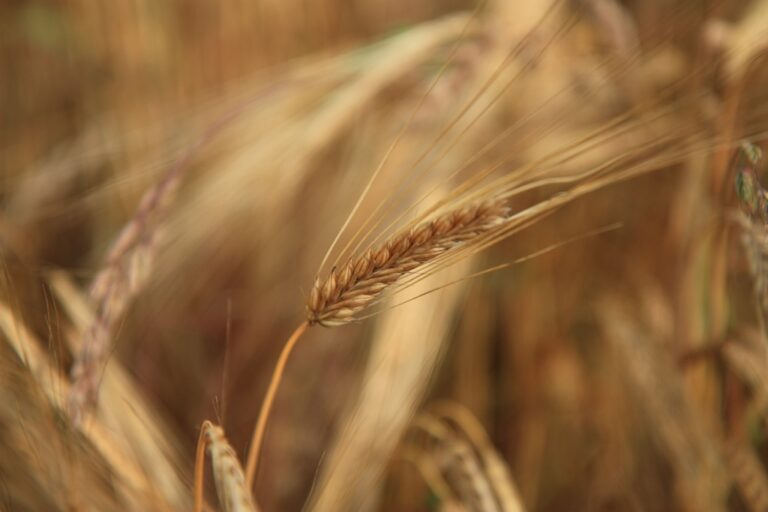 Según ASAJA, un mayo seco y caluroso propicia un cosecha de cereales notablemente más baja de lo esperado