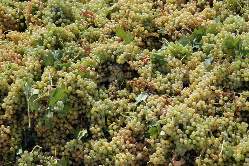 ASAJA Ciudad Real demanda que la uva se pague acorde a su calidad