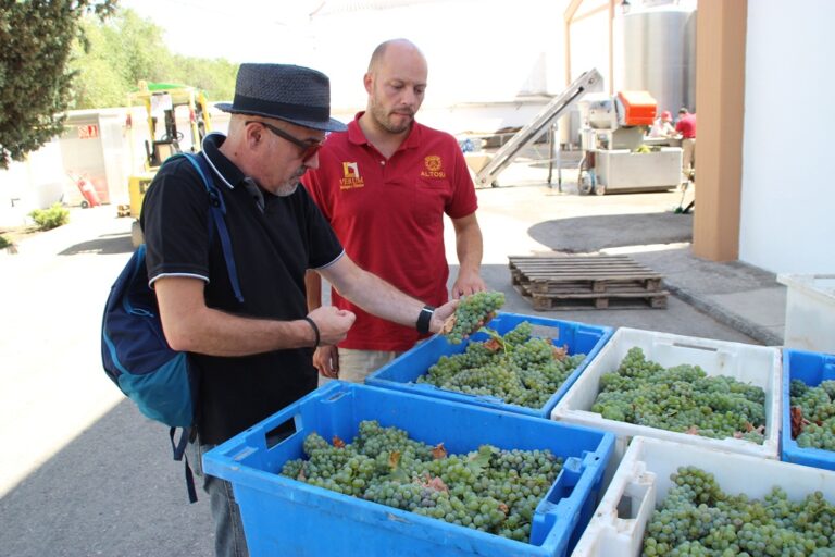 Comienzo de la vendimia en Bodegas y Viñedos Verum