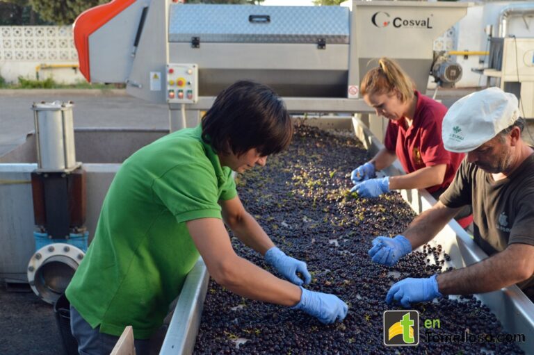 Vendimia en Tomelloso: Bodega y Viñedos Verum, el amor por el vino