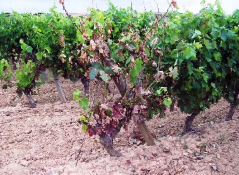 UPA alerta del aumento del daño de la yesca (acedo) en el viñedo de Castilla-La Mancha