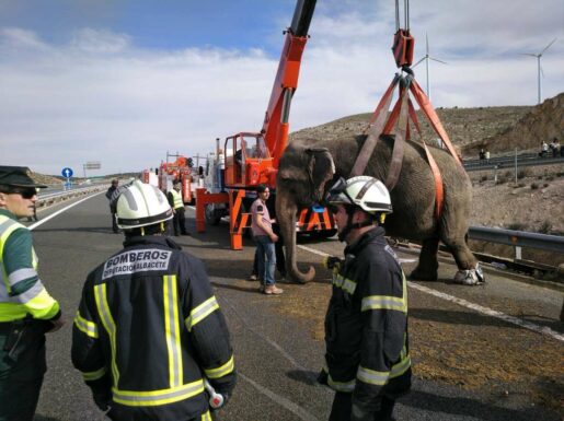 Se reabre el tráfico en la A-30, tras el accidente con elefantes en Pozo Cañada (Albacete)