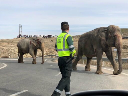 Se reabre el tráfico en la A-30, tras el accidente con elefantes en Pozo Cañada (Albacete)