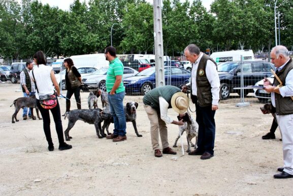 El perro perdiguero de Burgos, estrella en FERCATUR 2018 por su nobleza y corpulencia