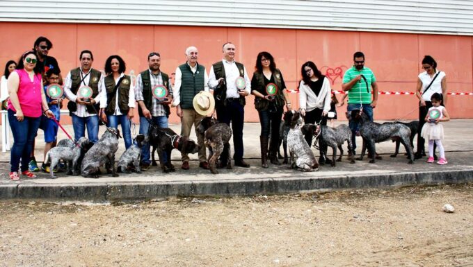 El perro perdiguero de Burgos, estrella en FERCATUR 2018 por su nobleza y corpulencia