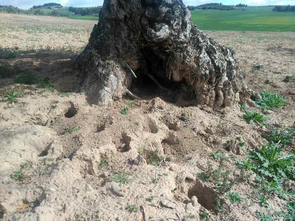 Amenazan con tractoradas por toda Castilla-La Mancha ante la “ineficacia” de la Junta por la plaga de conejos