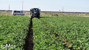 Arranca la campaña del melón en La Mancha