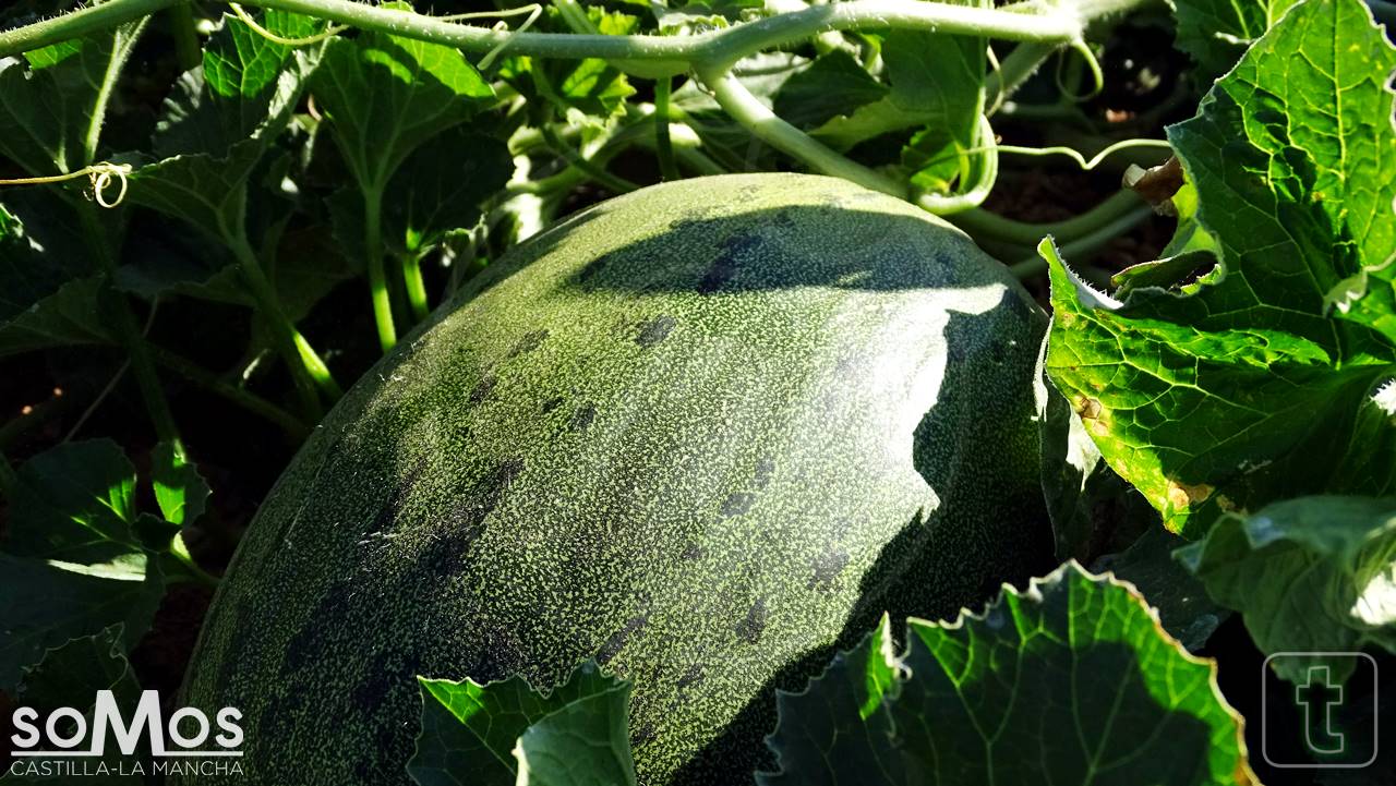 ‘FERIMEL’ muestra el melón piel de sapo como “identidad gastronómica” de Castilla-La Mancha